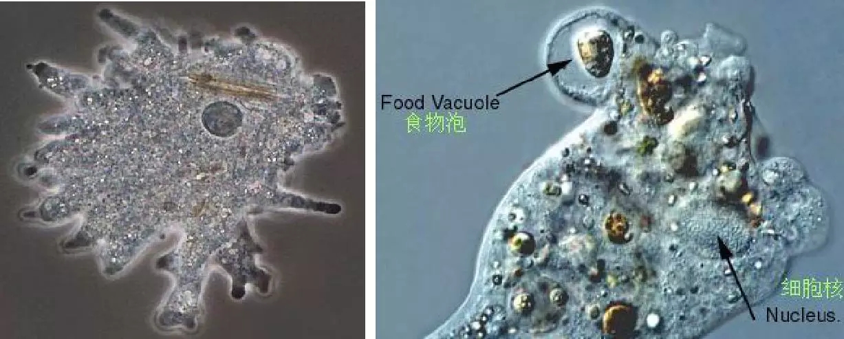 污水处理常见微生物高清晰照片及说明